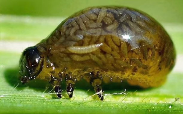 гусеница раздутая от личинок осы