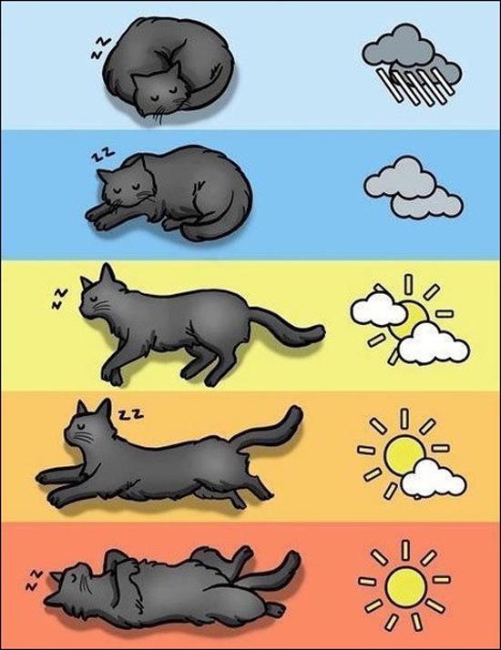 как по коту определить погоду